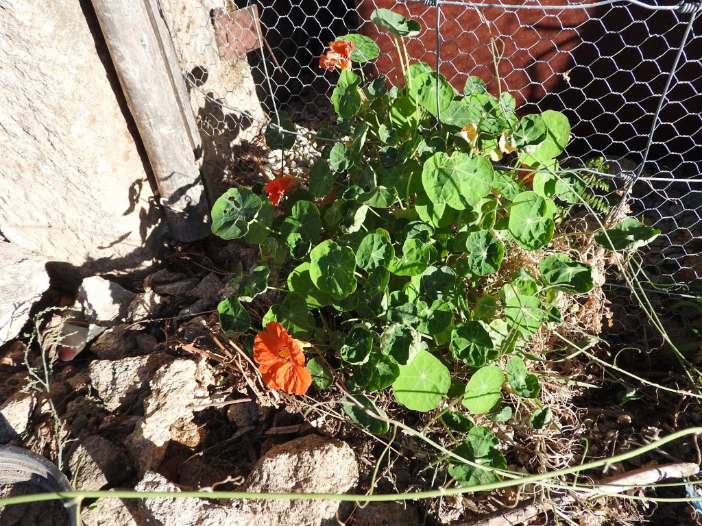 Nasturtium