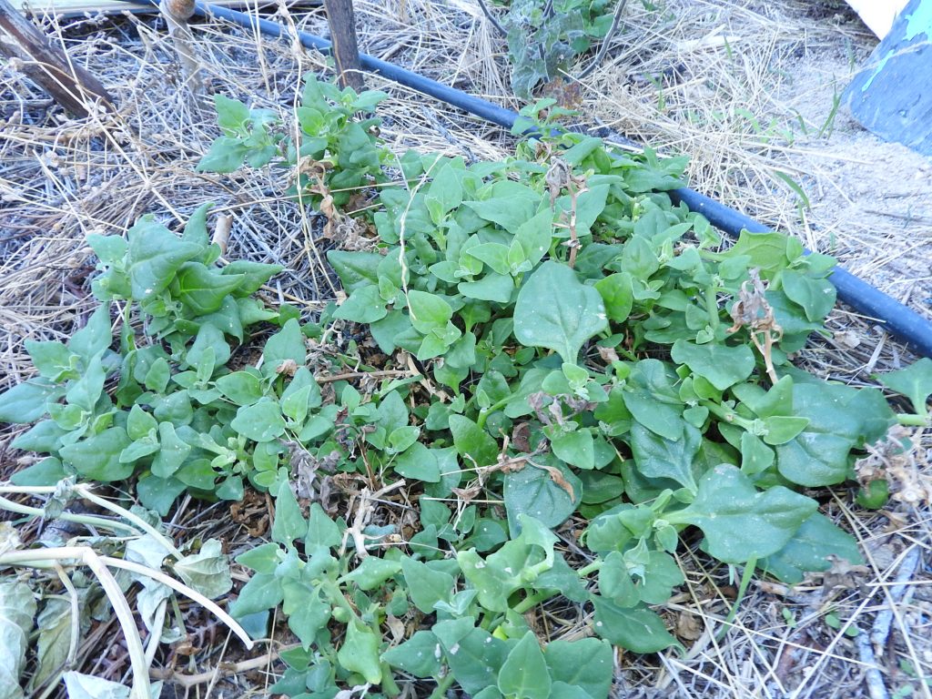 New zealand spinach