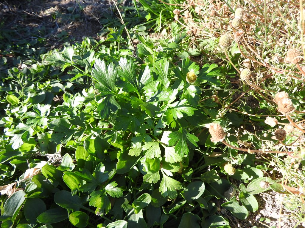 Parsley