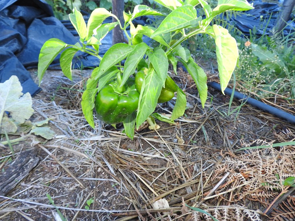 Chopped up peppers are always great