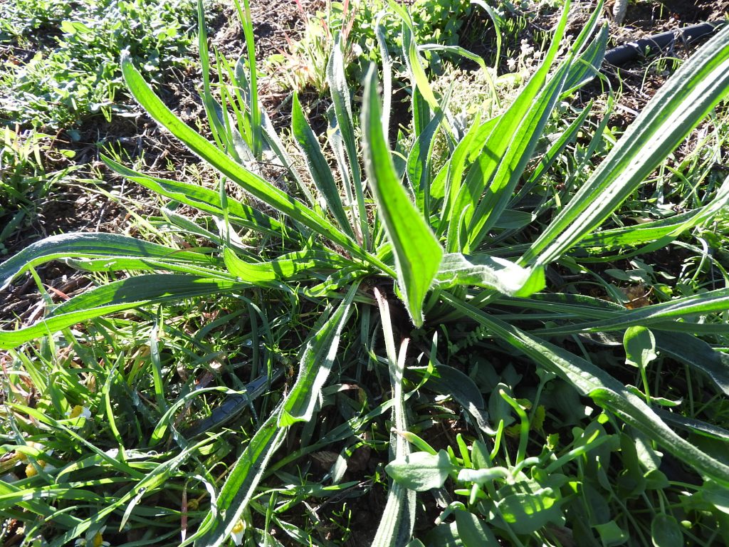 Plantain we don't have so much or bu we occasionally use this in the salads
