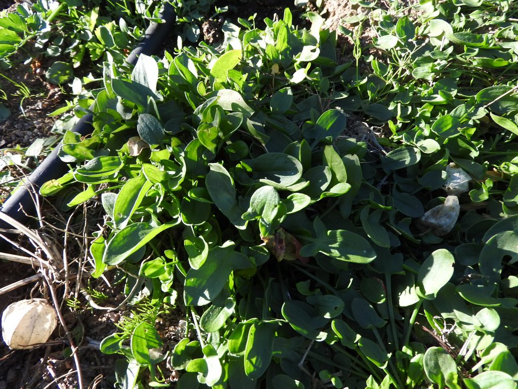 Sorrel really makes the salad and it is everywhere