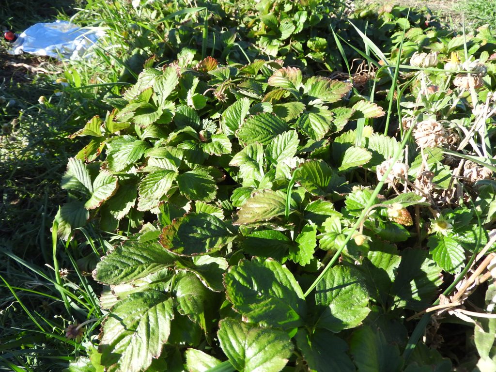 Strawberry leaves
