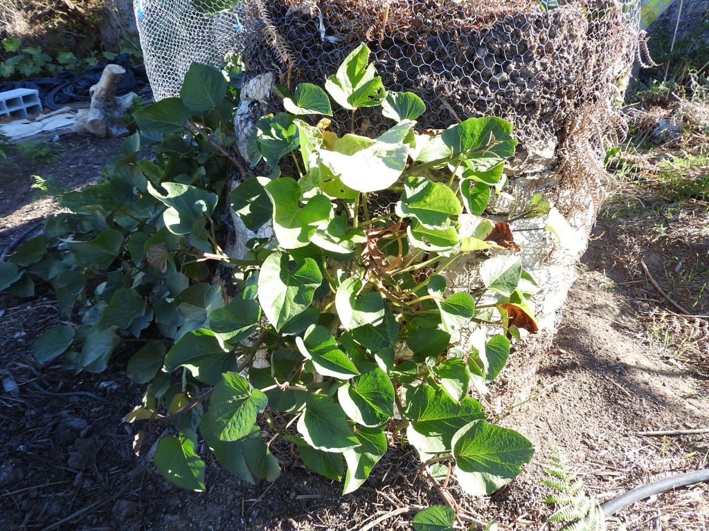 Sweet Potato leaf