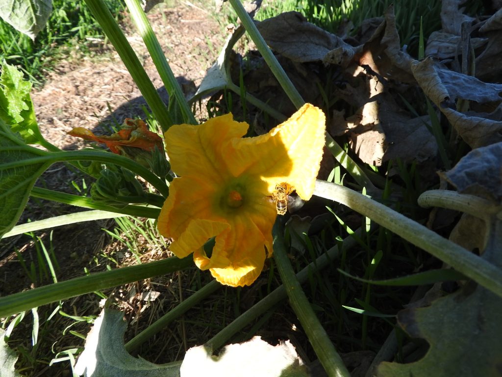 courgette flower adds some color