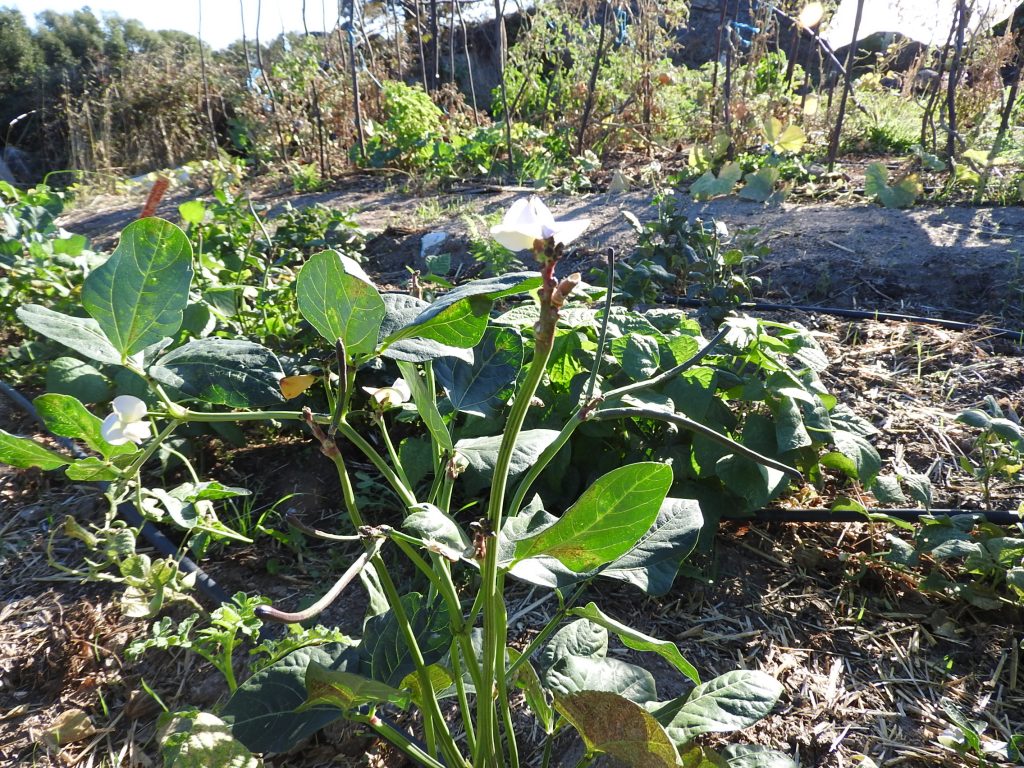 Blanched green beans never go amiss, especially this time of year when there are so many