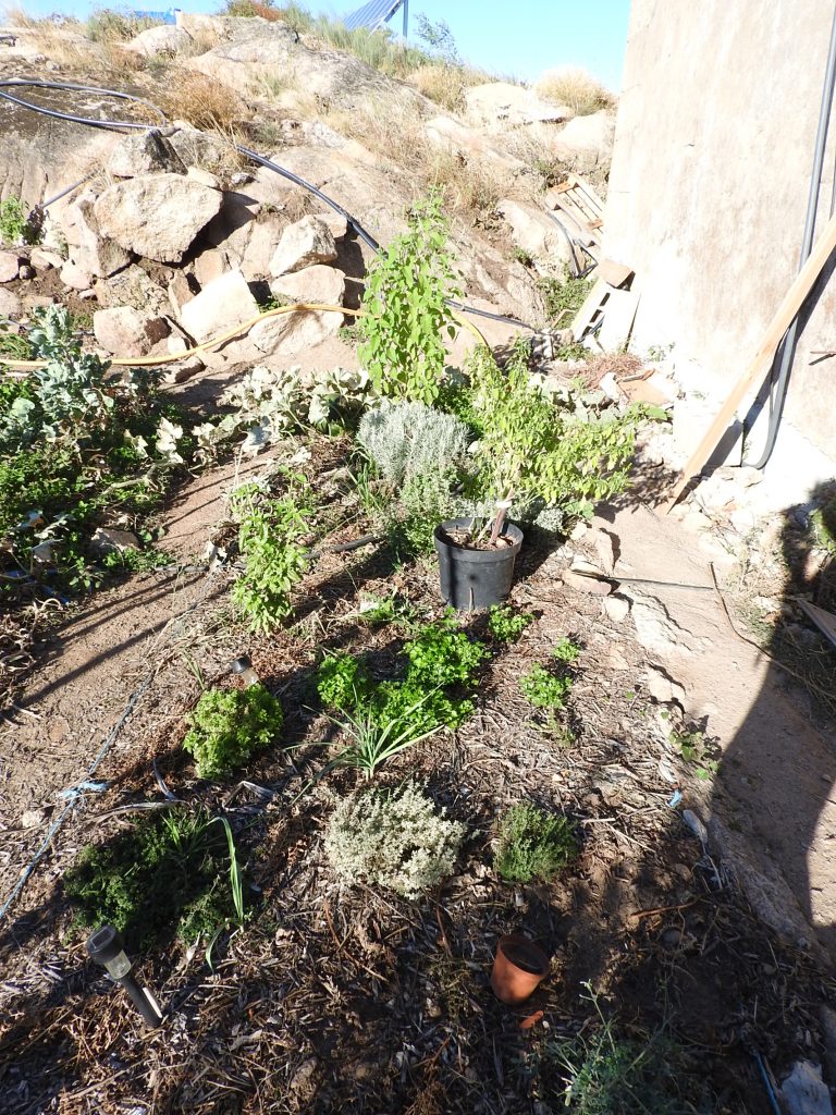 herb bed