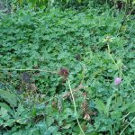 Nitrogen Fixing Cover Crops and Living Mulch