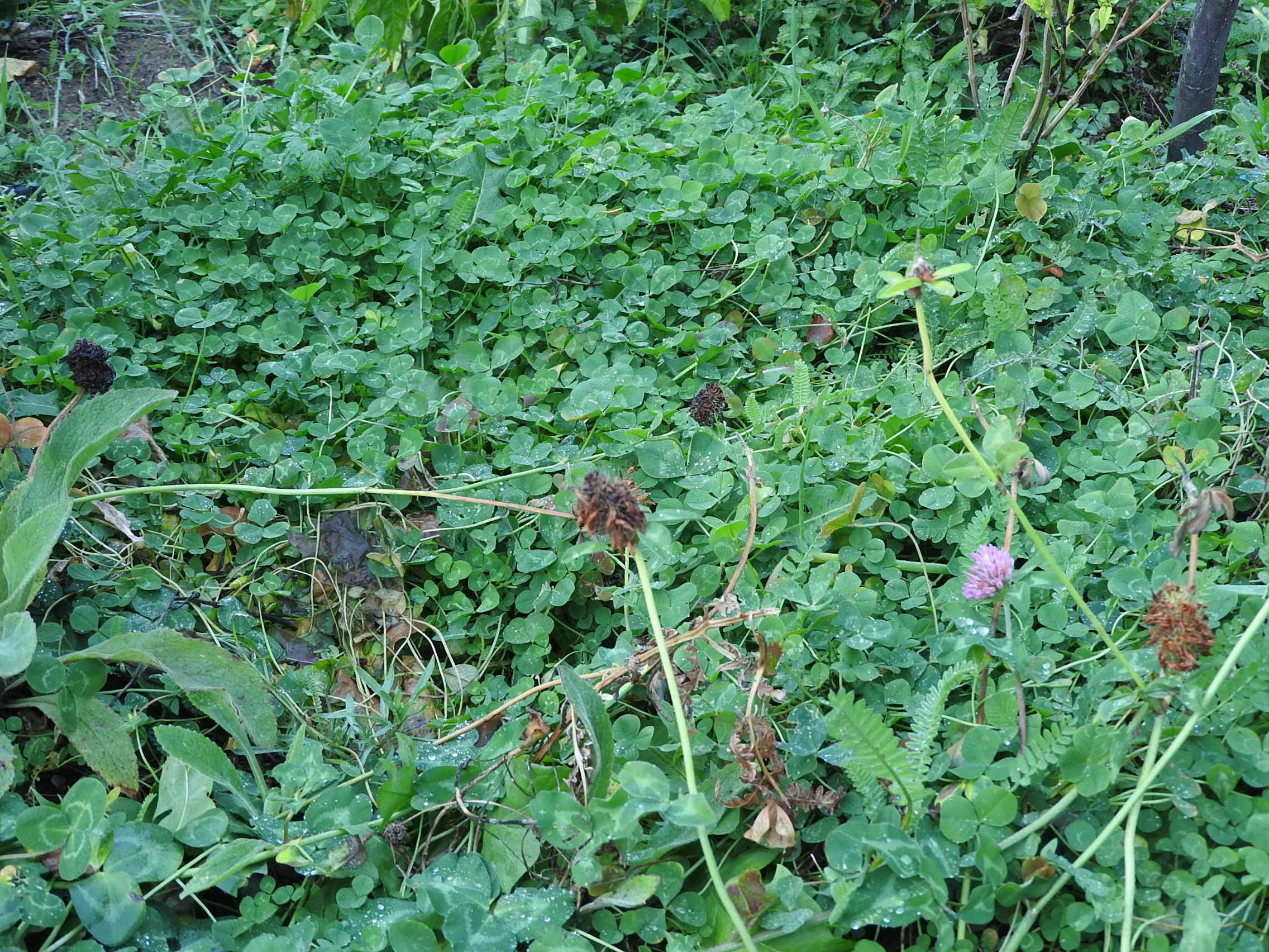 Nitrogen Fixing Cover Crops And Living Mulch