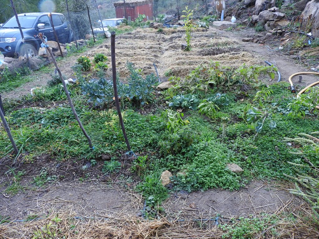 nitrogen fixing cover crops and living mulch