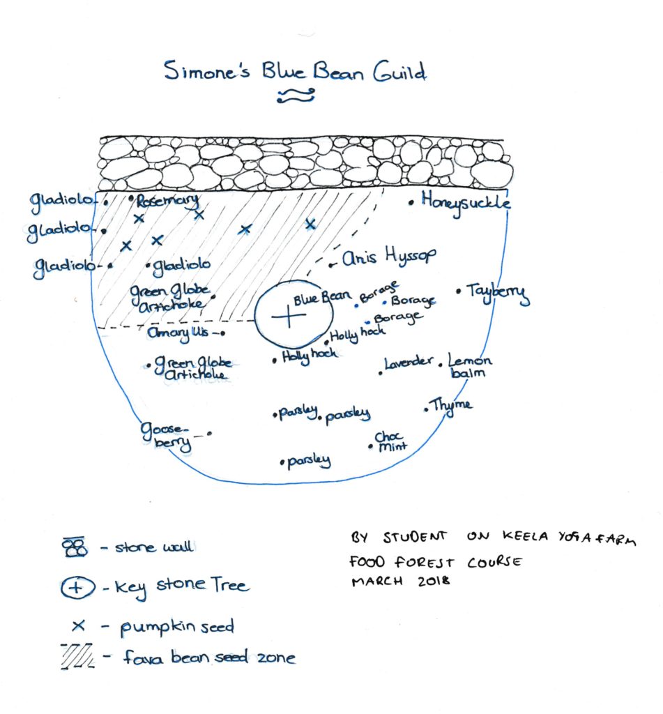 Blue Bean Tree Guild