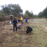 Planting propagation