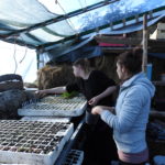 Seed propagation