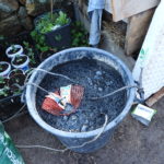 Compost teas