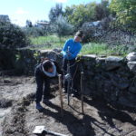 Staking trees