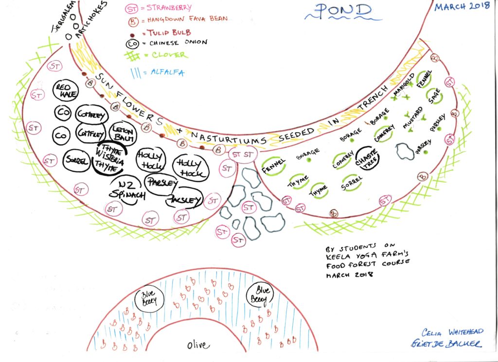 Wisteria and chaste Tree guild
