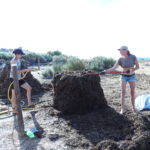 Compost for food forest