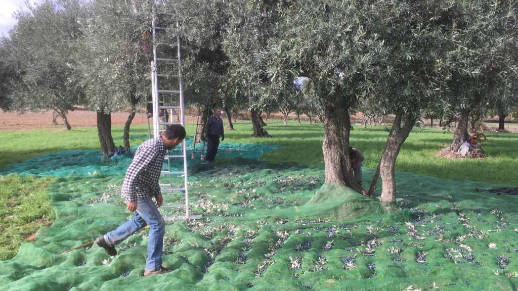 Olive picking