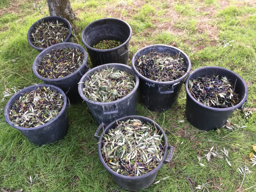 harvested olives