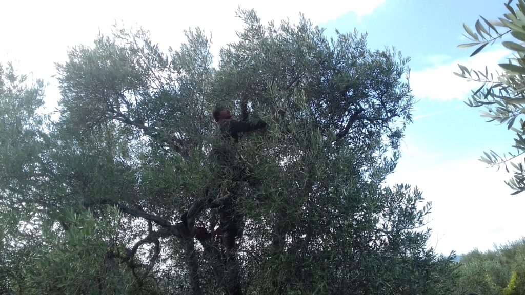 Harvesting olives