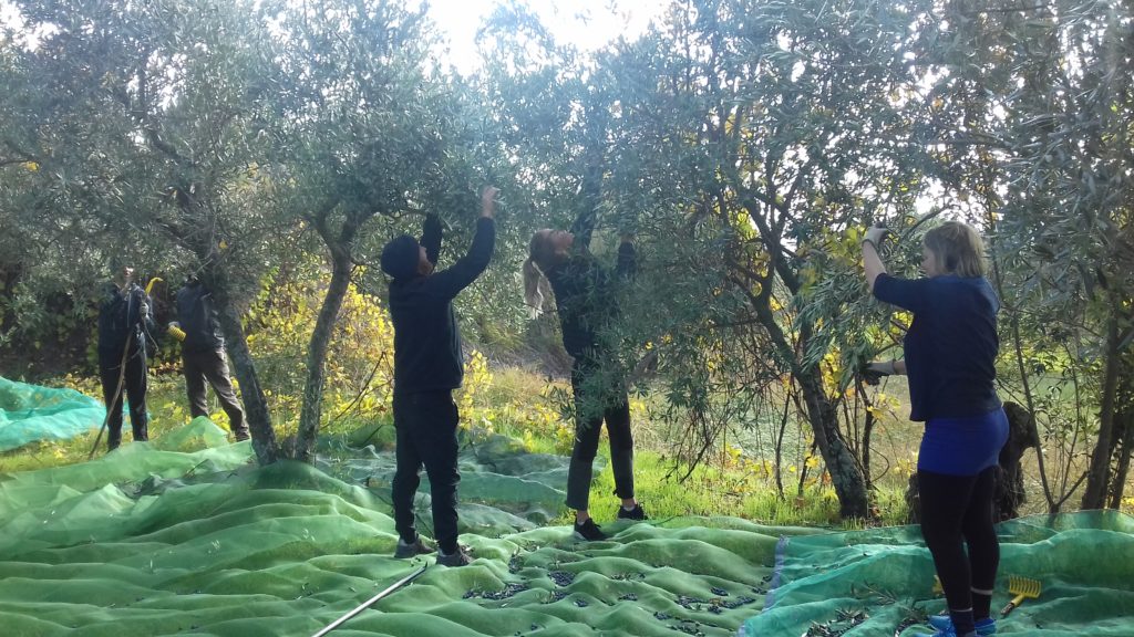 harvesting olives