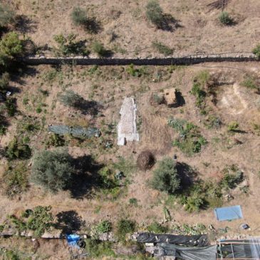 Olive Grove food forest