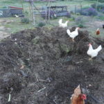 Chicken Powered Compost System