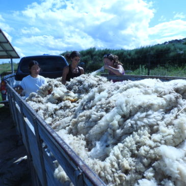 home made Sheep wool for insulation