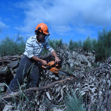 kill eucalyptus naturally