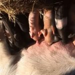 Baby animals are so cute - births on the farm