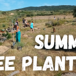 Planting trees in the summer