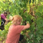 Harvesting Grapes for making Wine