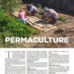 Planting a salad garden portugal page 1