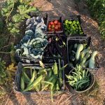 Organic veg boxes for sale from our permaculture farm Veg boxes portugal