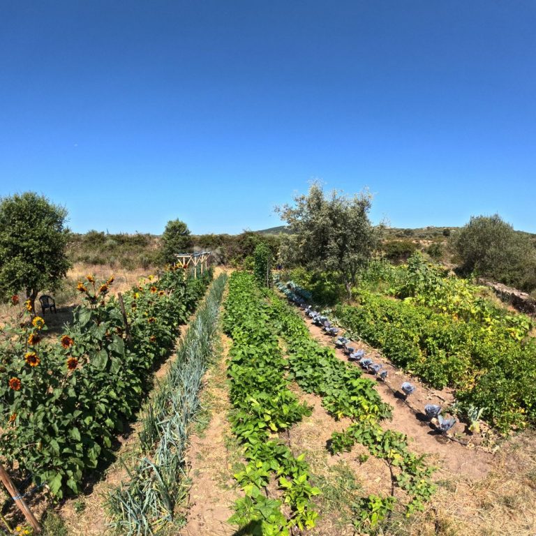 One of our many gardens