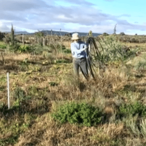 Removing irrigation