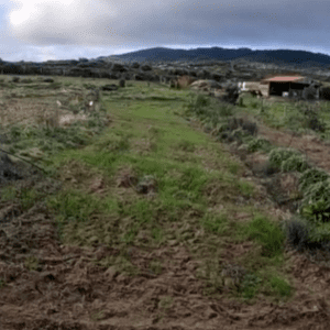 Cover crops
