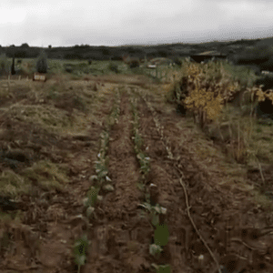 Ally Crops planted of cabbage