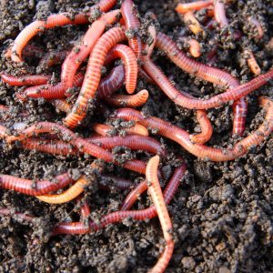 compostworms