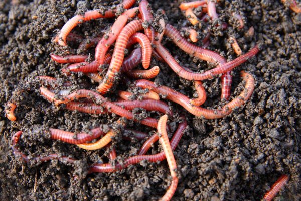 compostworms