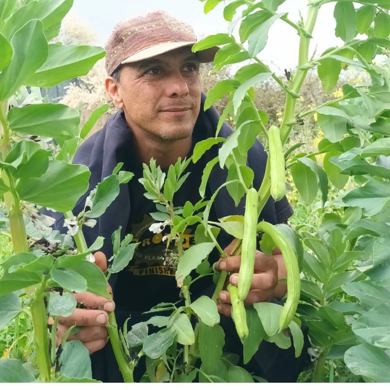 Vegetable production