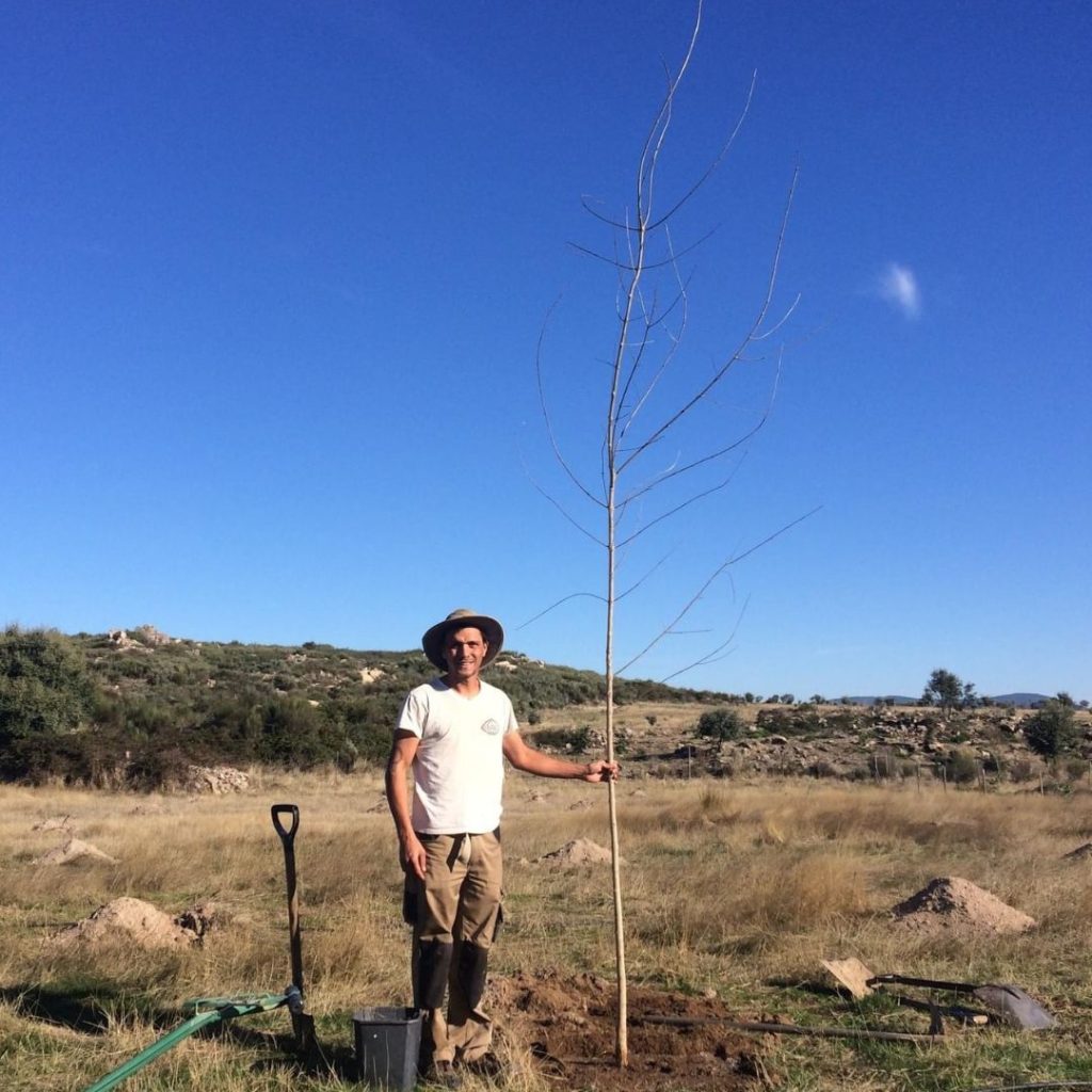 Reforestation