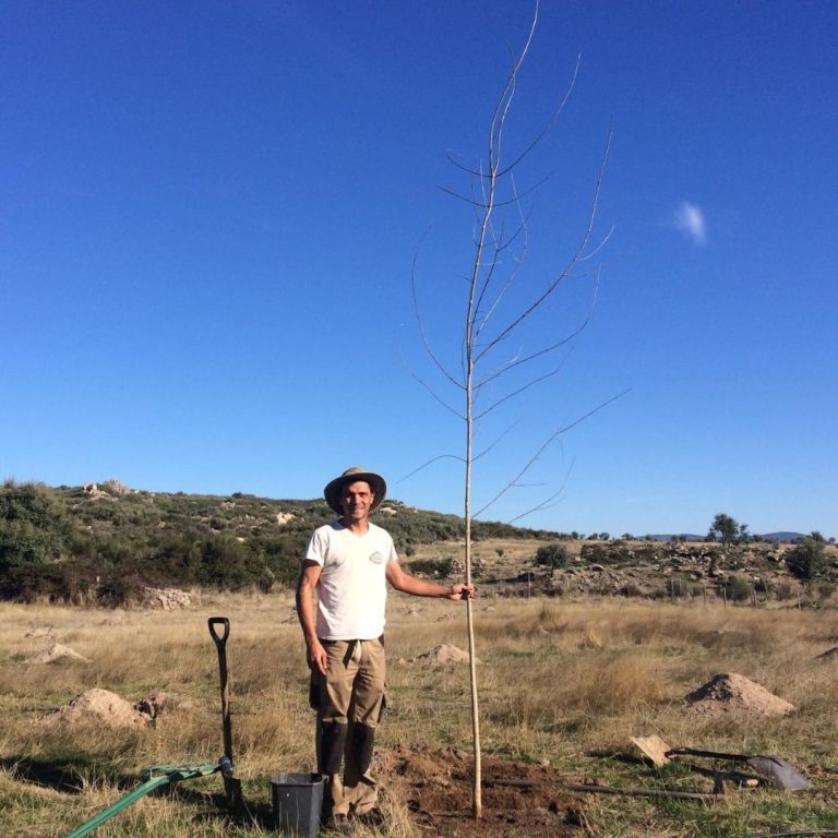 Reforestation