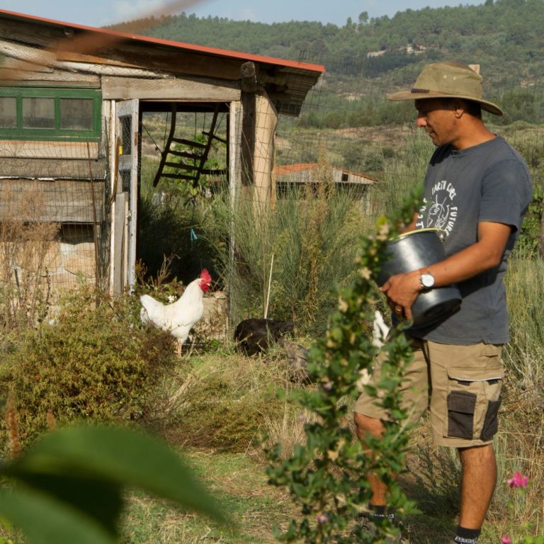 Chicken systems as featured in Permaculture Magazine UK