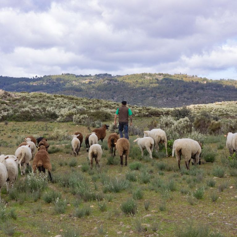 Sheep Silvopasture
