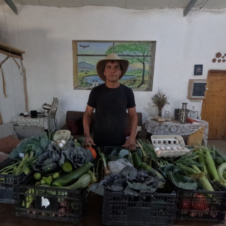 Veggie boxes sold locally