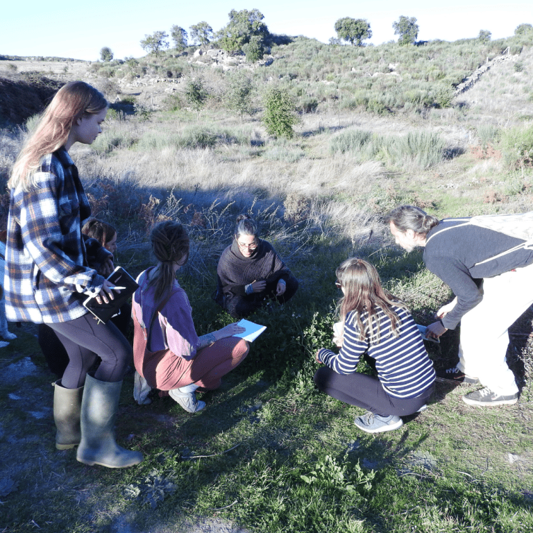 Identifying weeds in the vegtable garden