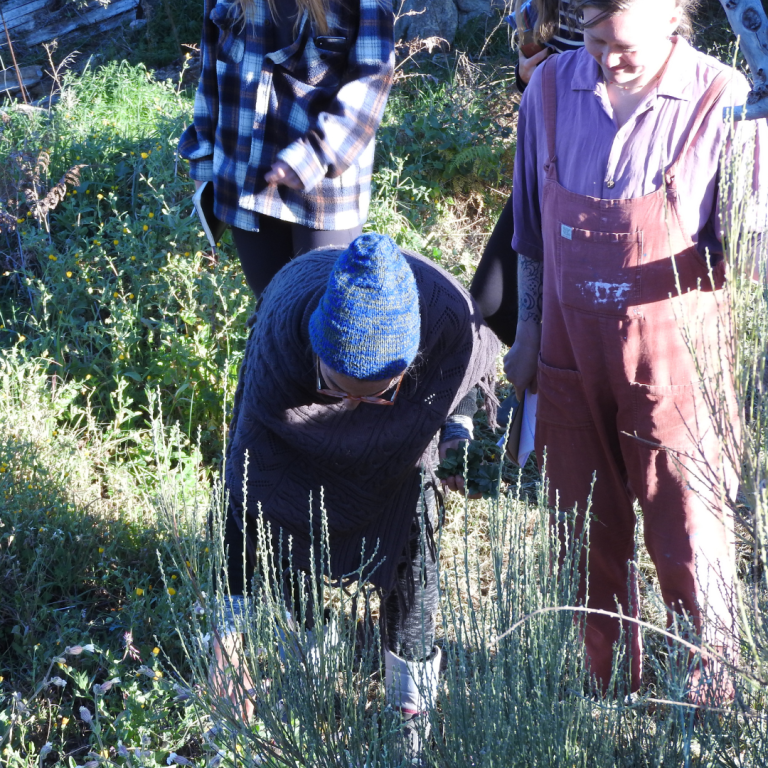 Identifying wild greens around the land