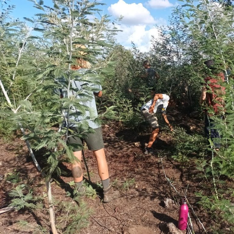 Natural Building - Harvesting wattle from the forest