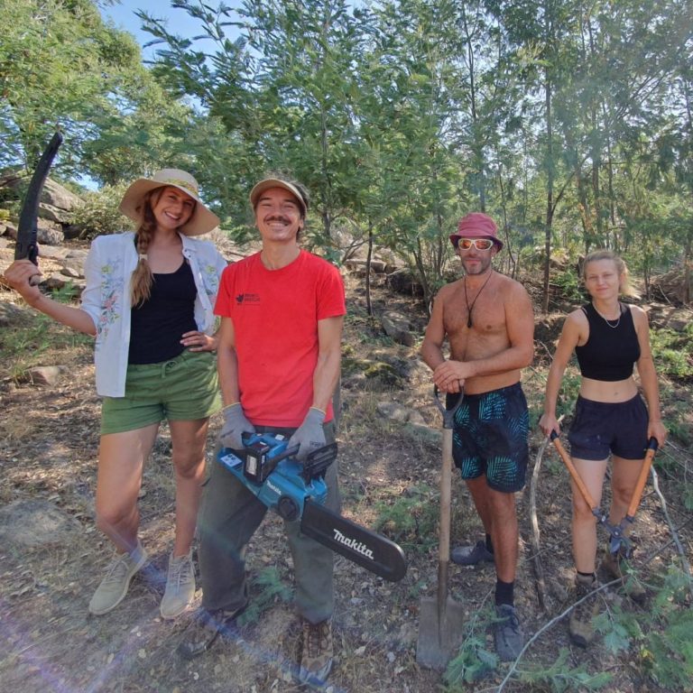 Natural Building - Harvesting wood for building (2)